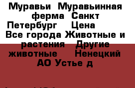 Муравьи, Муравьинная ферма. Санкт-Петербург. › Цена ­ 550 - Все города Животные и растения » Другие животные   . Ненецкий АО,Устье д.